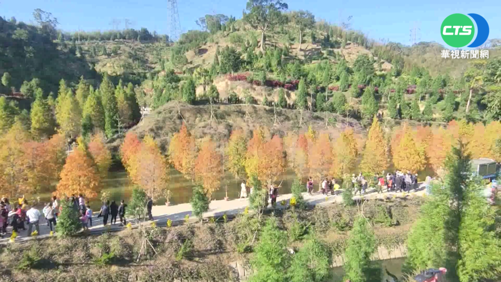 苗栗落羽松祕境暴紅 白牌車亂竄載客