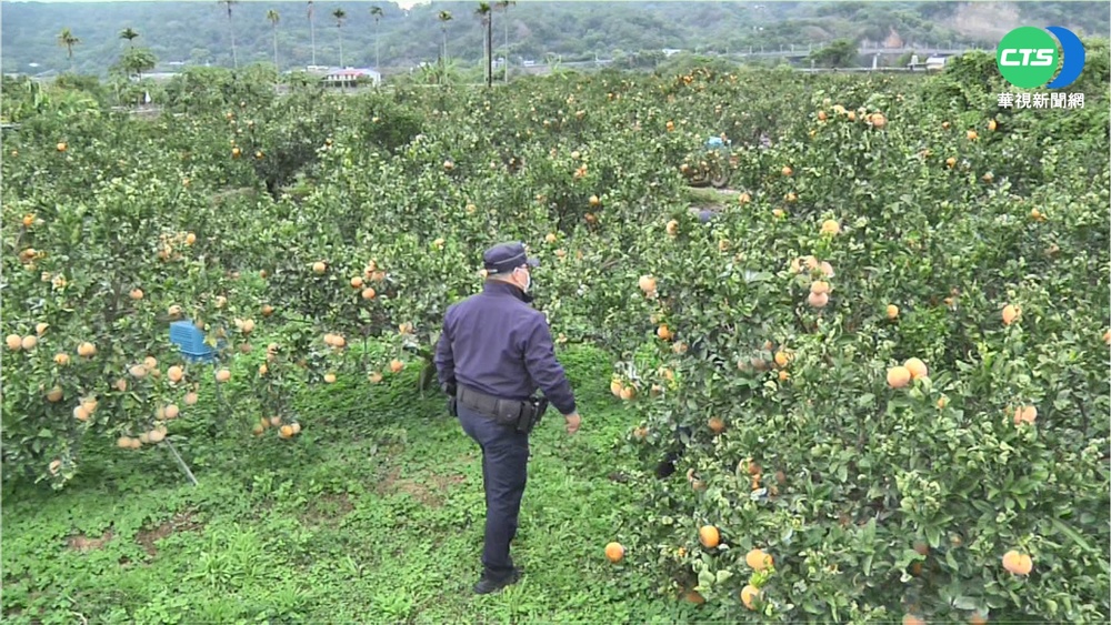 茂谷柑盛產防賊覬覦 警助農"護果"