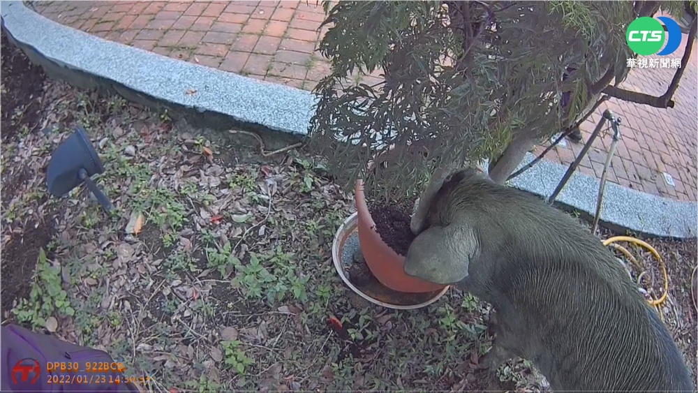 黑豬逛大街! 5警包抄無效 靠美食誘捕