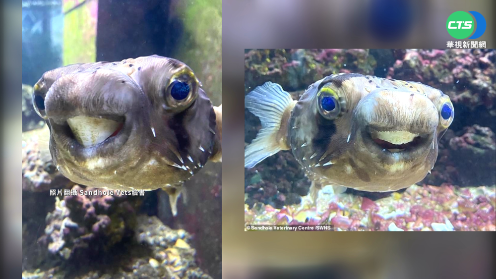 英河豚看牙醫 鋸短過長門牙好進食