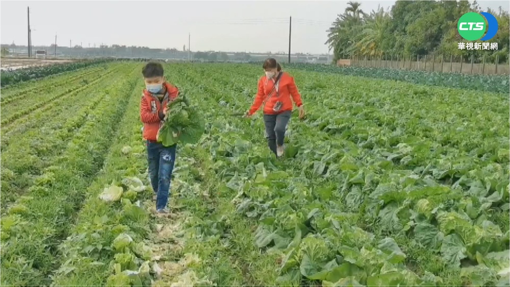 大白菜價崩! 農民忍淚1顆10元供人採