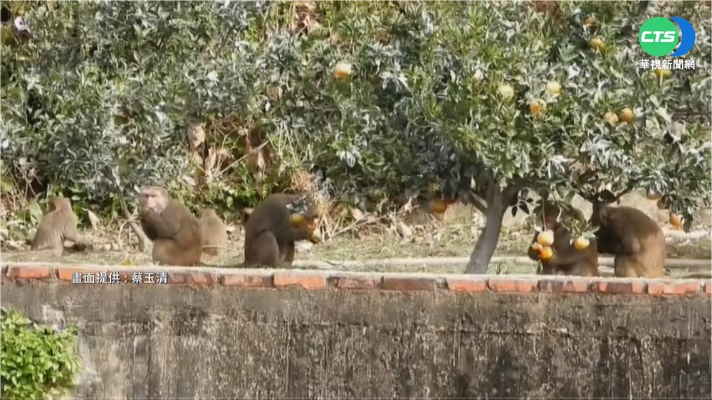 茂谷柑遇"猴害" 上百獼猴大軍吃掉3成