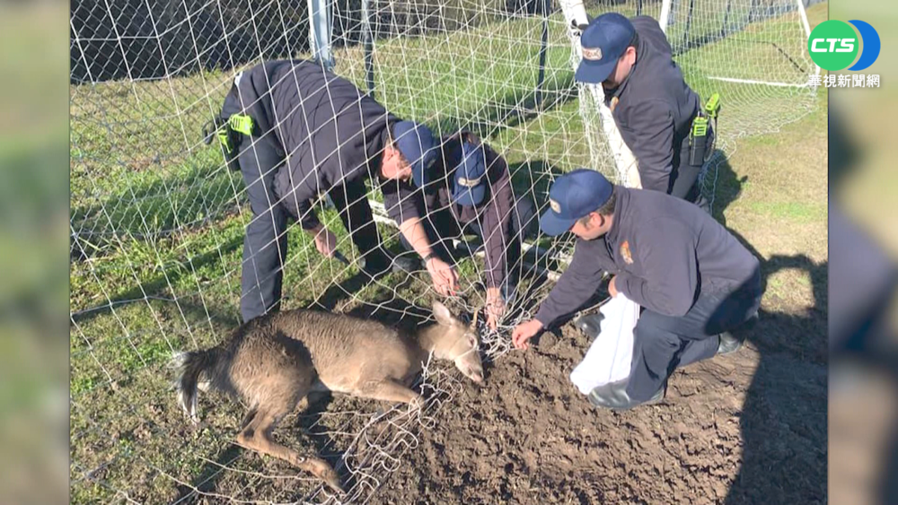 小鹿遭球網卡住動彈不得 消防救援重獲自由
