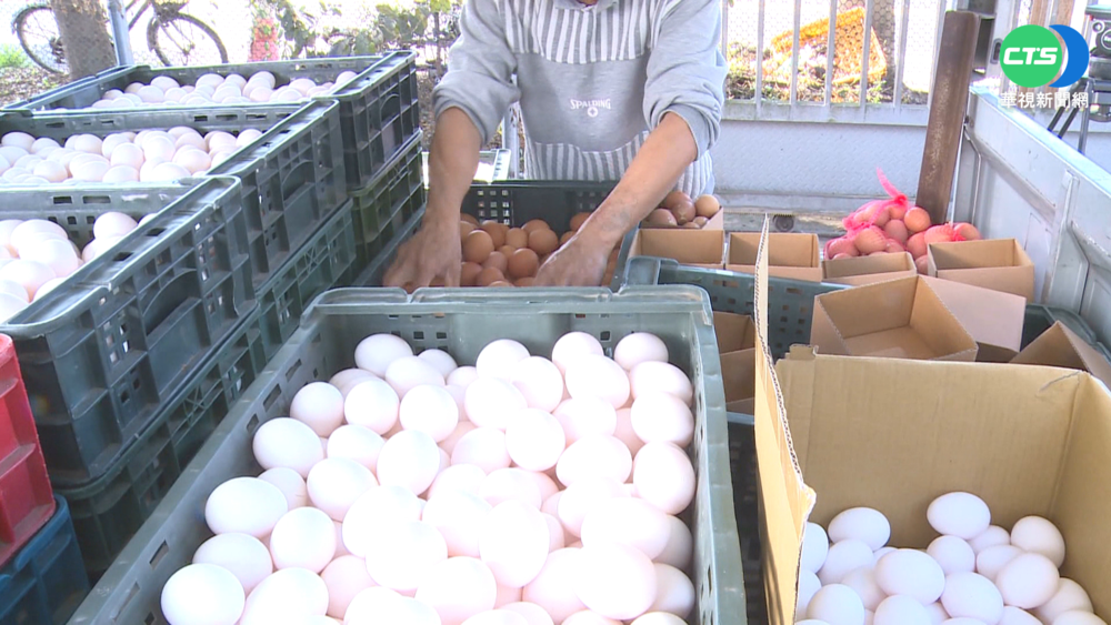 天冷全台鬧雞蛋荒 農委會:清明節後緩解