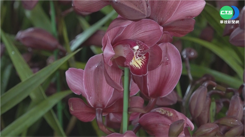 連花都漲價! 資材齊漲"過年買花貴2-3成"