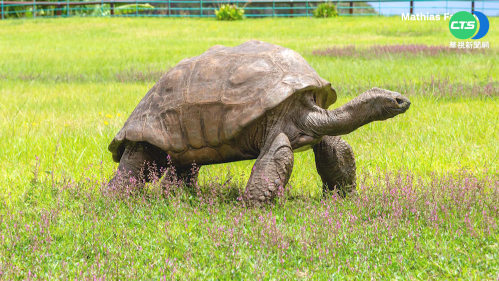 全球最長壽烏龜! 高齡190歲創世界紀錄