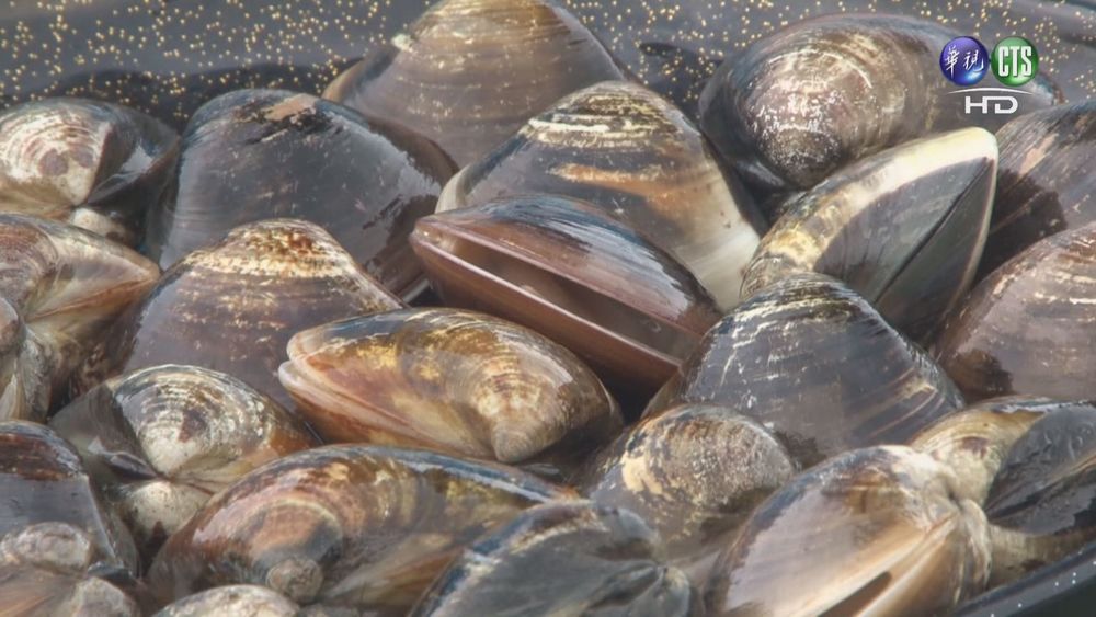 「火鍋店蛤蜊」帶回家當寵物 3天後現況曝光