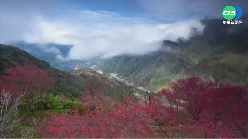 從遊樂園玩到校園! 中台灣櫻花大爆發