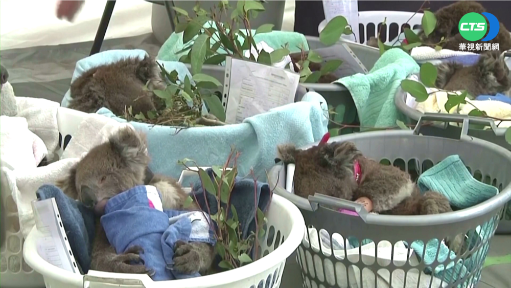 氣候衝擊無尾熊生存 澳砸9.7億台幣保育