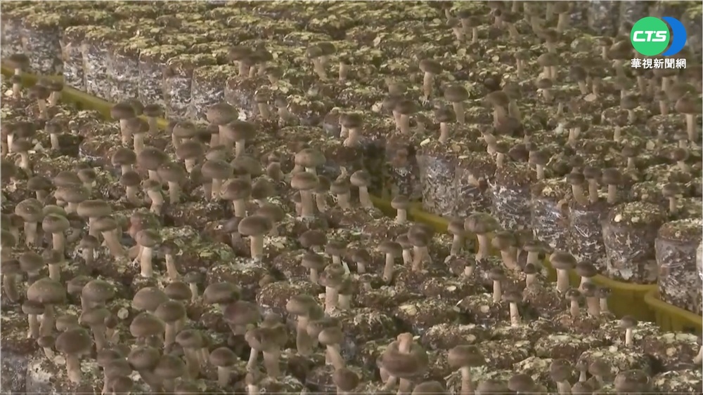 太早冷香菇長不大! 春節香菇估漲兩成
