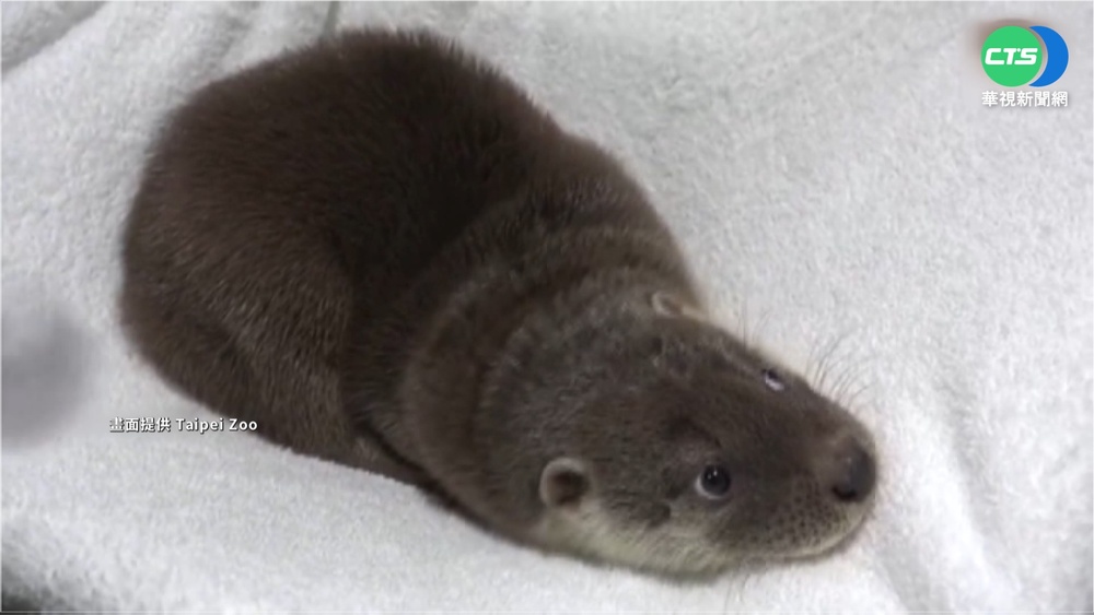 水獺生存危機! 金門居民成立巡守隊保護