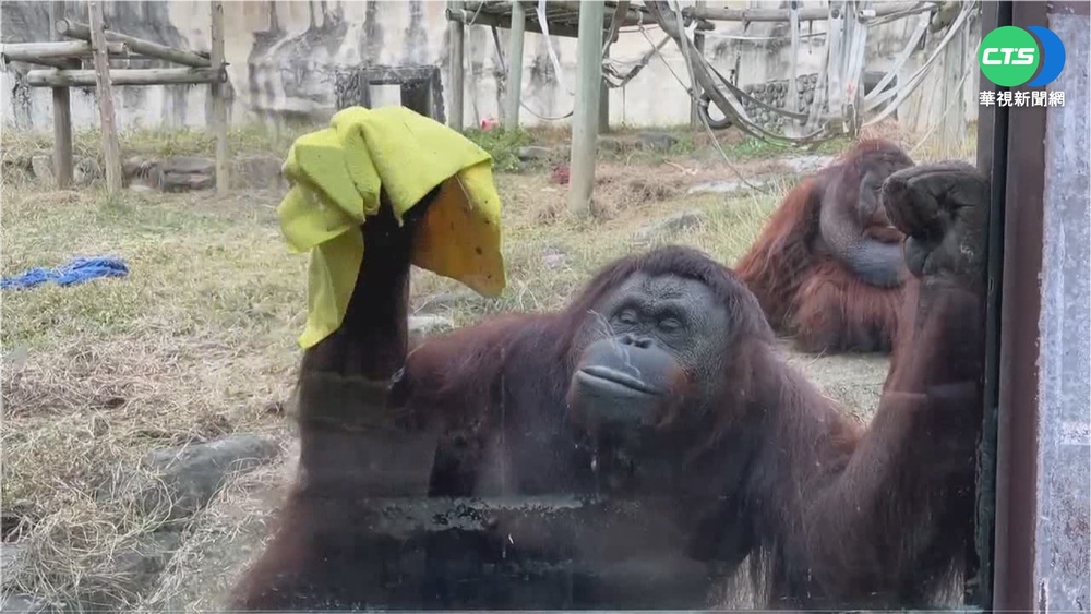 紅毛猩猩大掃除 網友驚呼"架古錐"