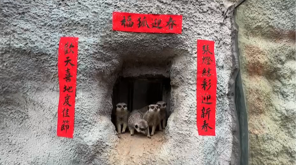 動物也要過除夕！壽山動物園端澎派年菜、妝點喜氣春聯