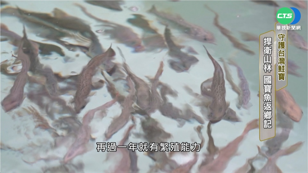 國寶魚返鄉記 捍衛山林守護台灣鮭寶