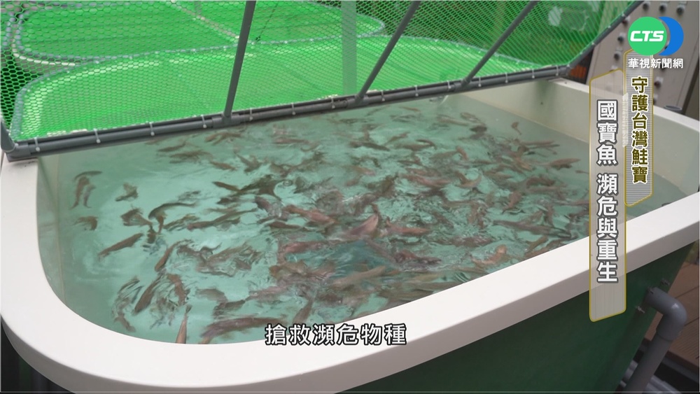 國寶魚的瀕危與重生 台灣鮭寶守護記