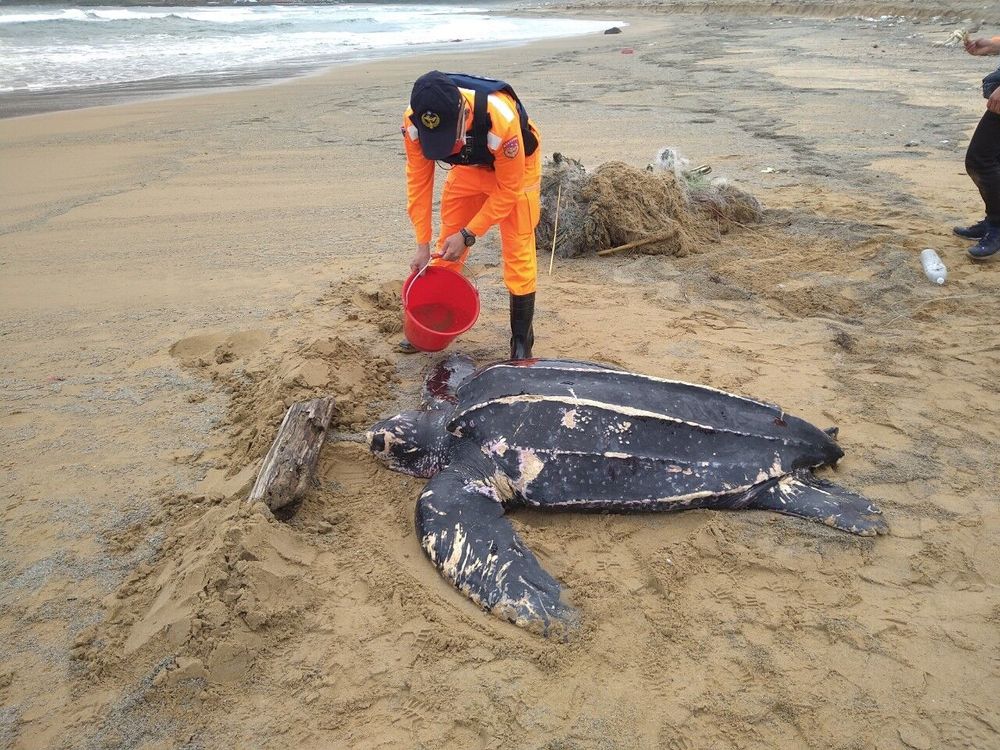 瀕臨絕種「革龜」纏廢漁網擱淺 全身傷被緊急救援