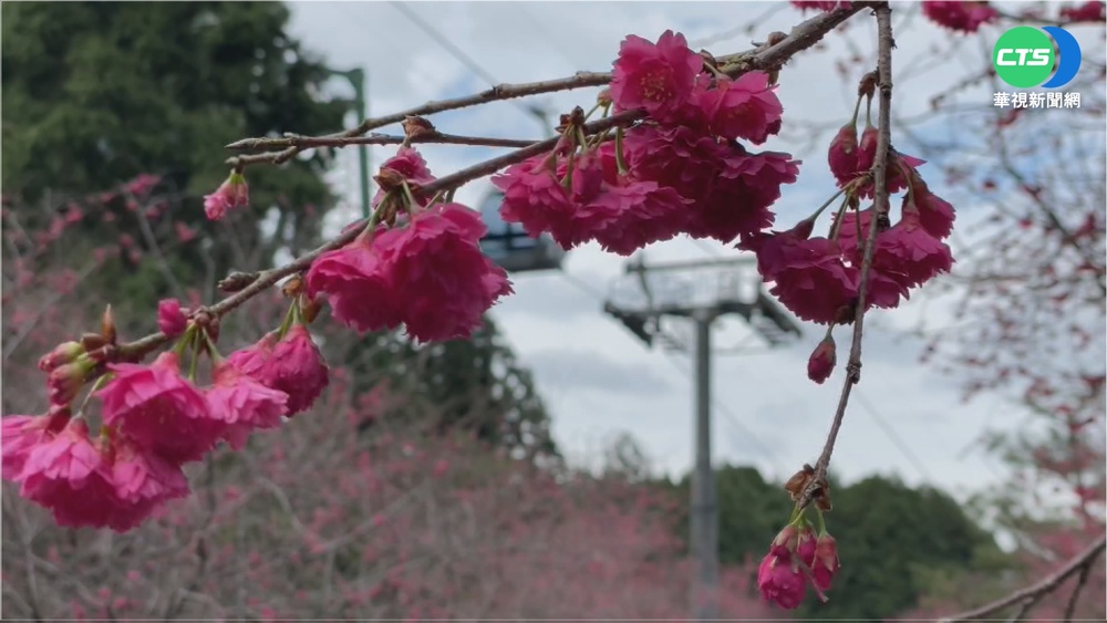 魚池鬱金香.武陵櫻花 春節盛開華麗迎賓