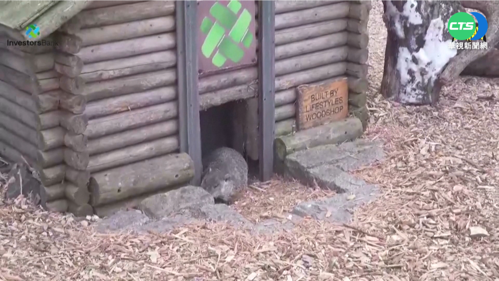 美土撥鼠"菲爾"報春 冬天還要駐足6週