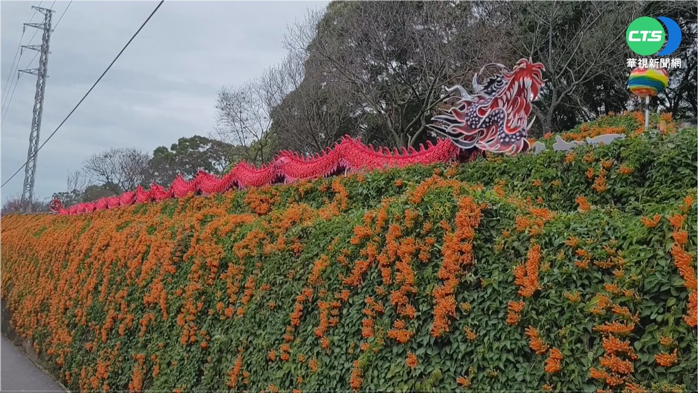 苗栗銅鑼炮仗花牆盛開 花炸龍迎春