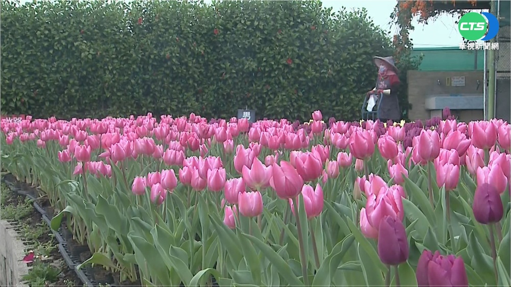 走春賞花趣 荷蘭空運鬱金香"偽出國"