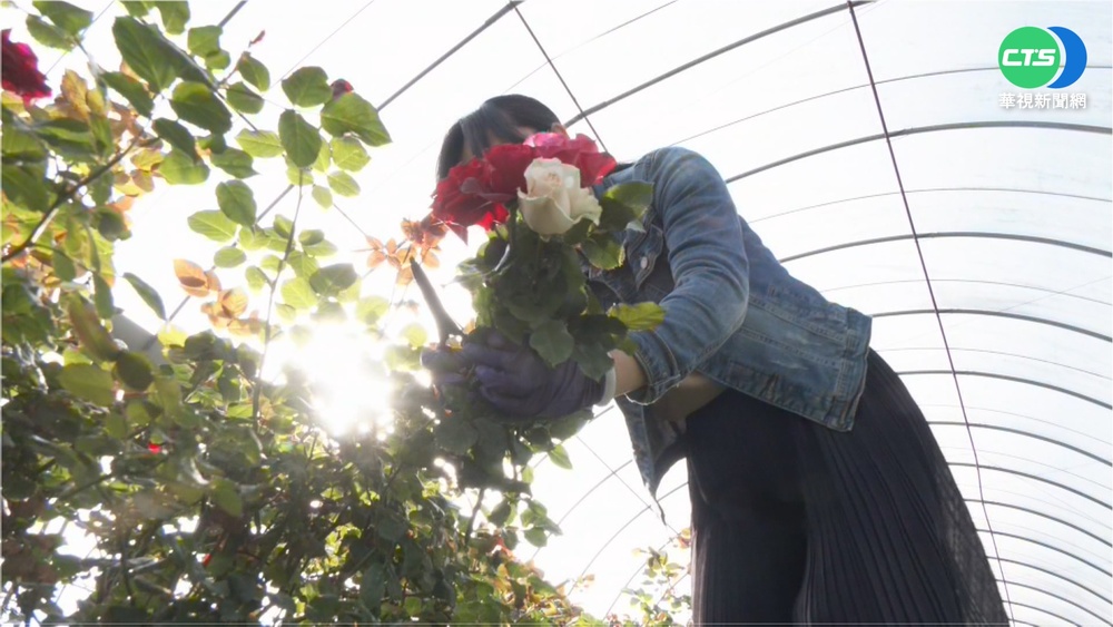花農年節推旅程搶財 採花又可學花藝!