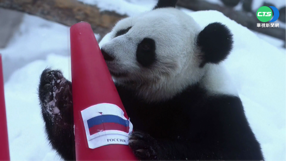 大熊貓扮"章魚哥" 預測冬奧俄中大贏家