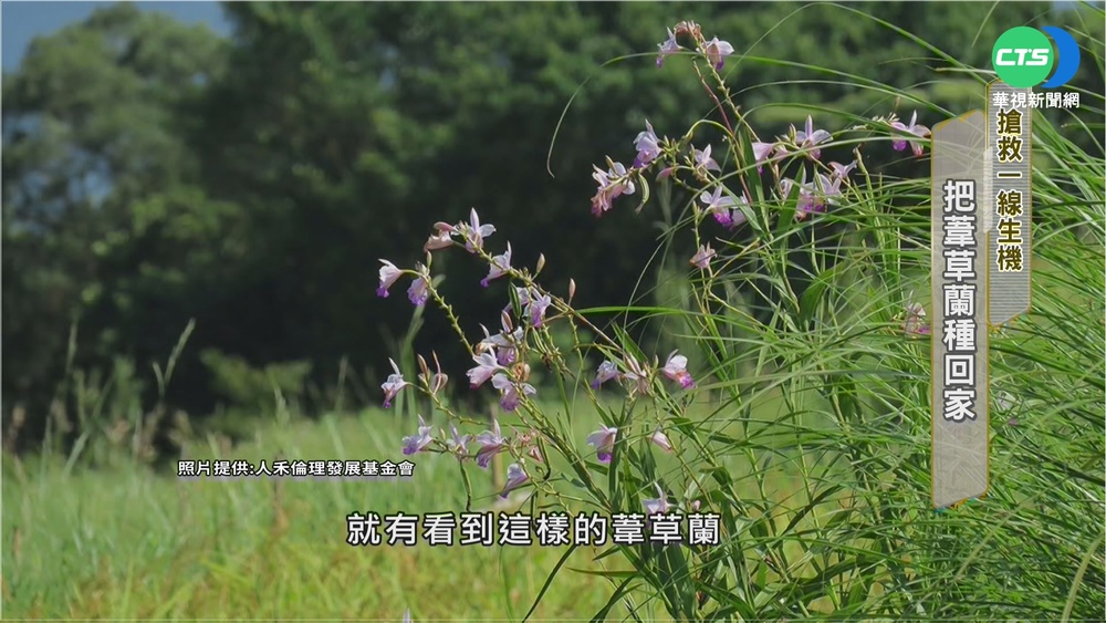 無心插柳友善耕作 意外救回瀕絕"葦草蘭"