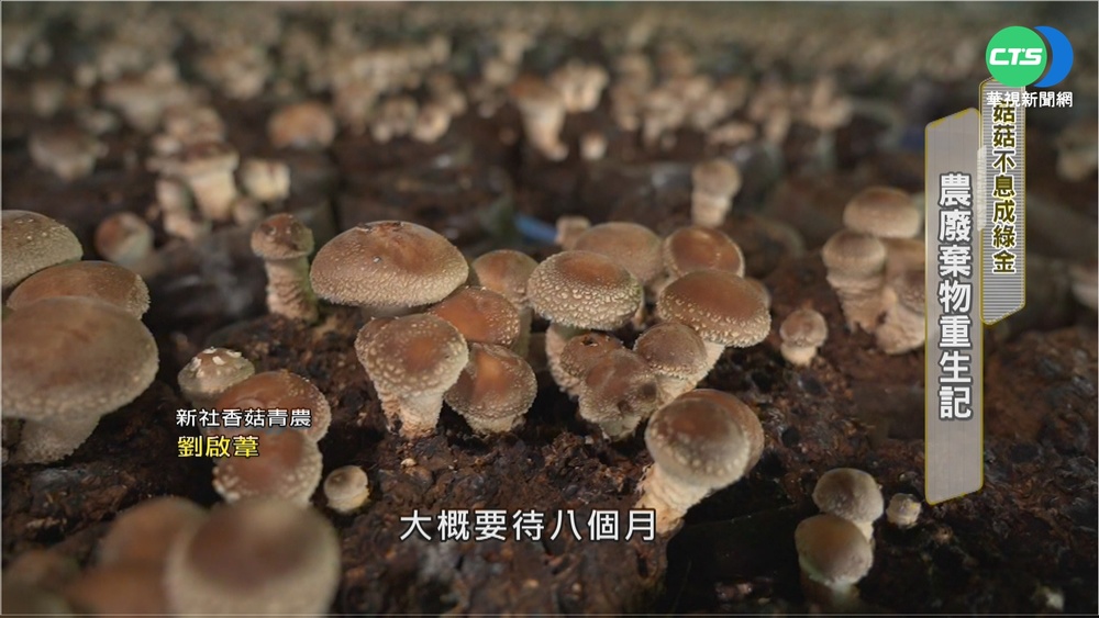 廢棄菇包成環境負擔 改良再生促循環經濟