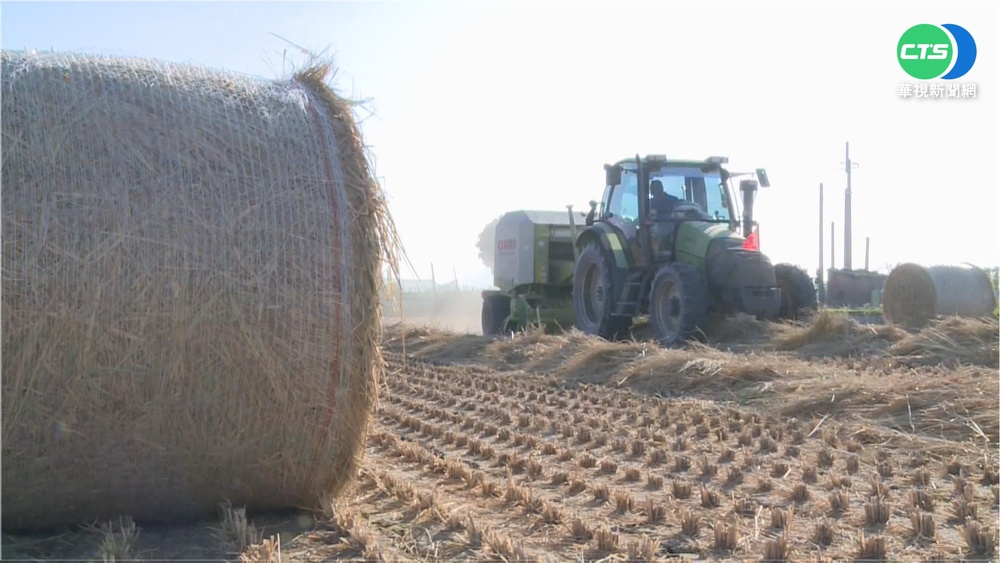 收割季才有! 稻草"捲心酥"製作大公開