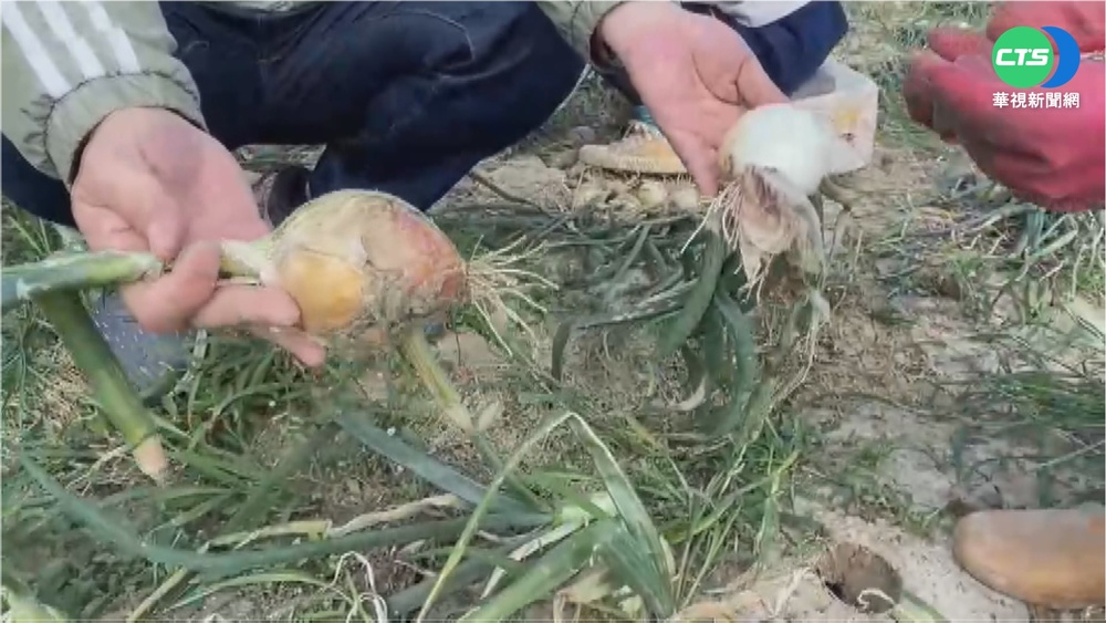 病害+大雨過境... 恆春洋蔥產量不到3成