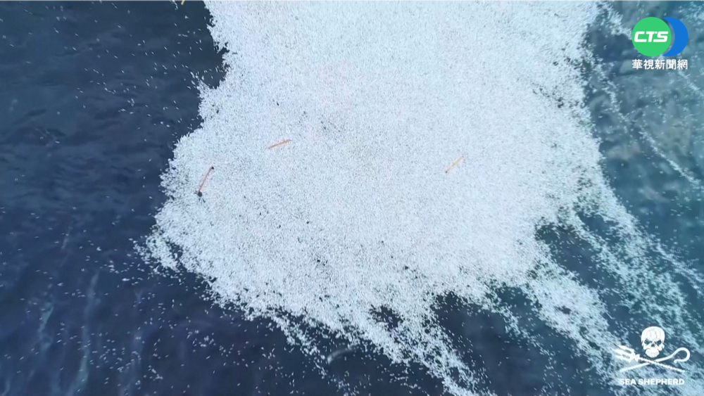 10萬尾藍鱈橫屍法國 漁船遭控惡意棄置