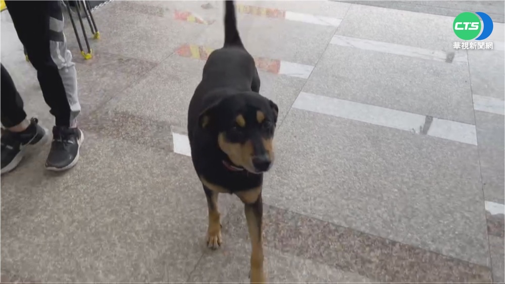 狗來富!黑狗造訪彩券行 1天開2個百萬獎