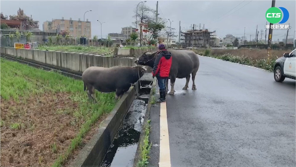 水利橋驚見"奔牛" 竹北警變牧童趕牛