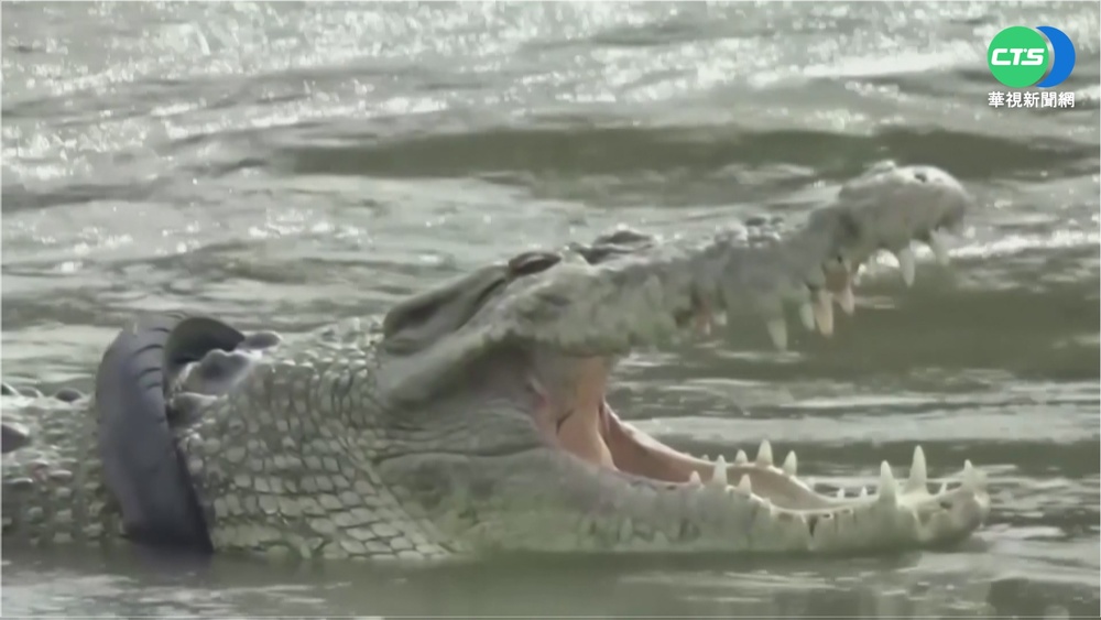 輪胎套頸長達6年! 印尼苦命鱷魚終獲救