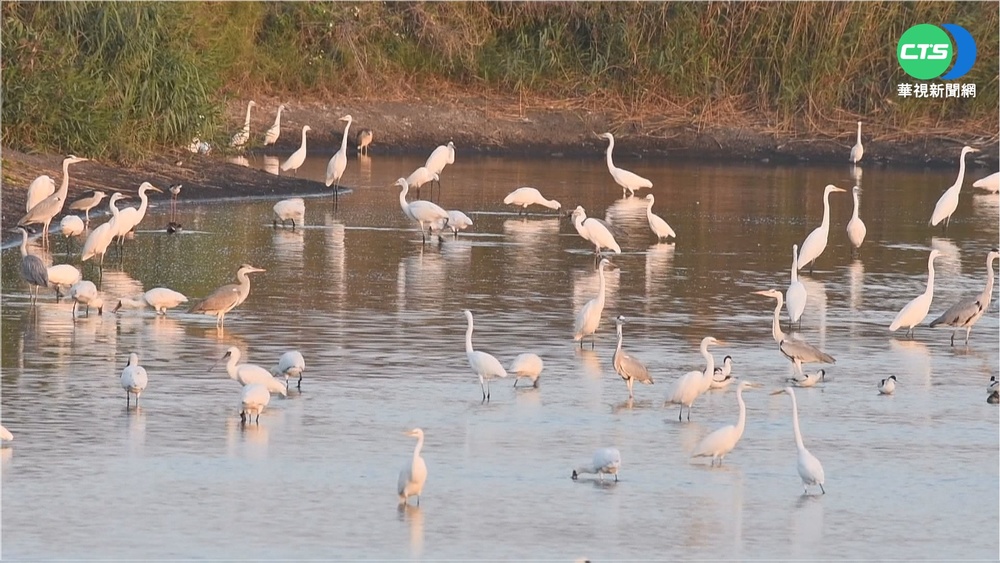 麥寮濁水溪出海口變身 盼成"鳥類天堂"