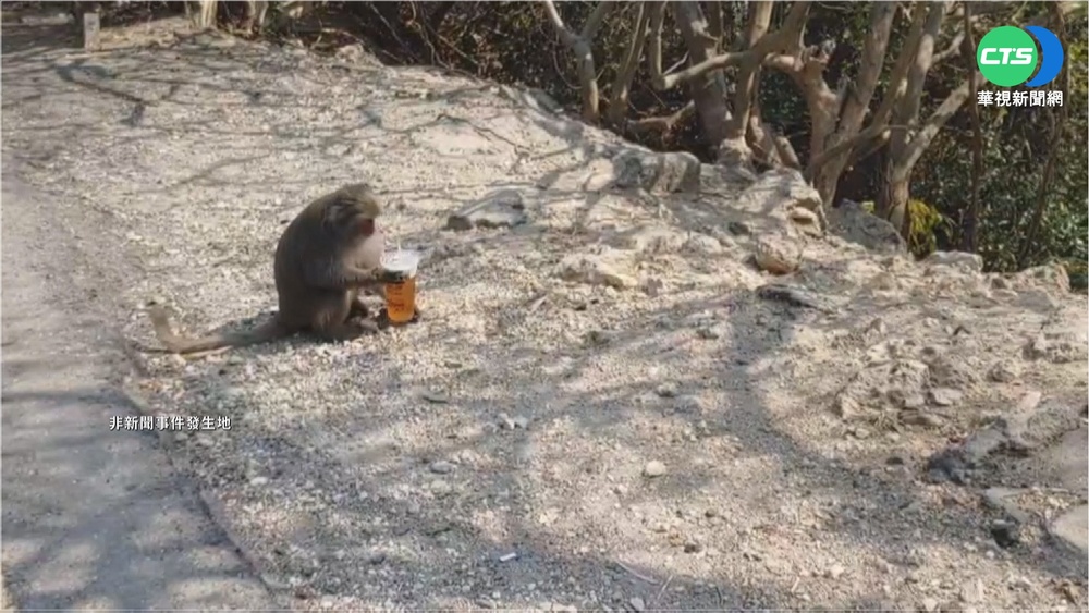 "假受傷真搶劫" 猴群趁亂偷外送食物