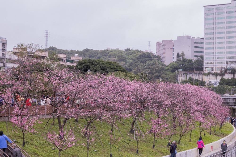 （翻攝自2022樂活夜櫻季臉書）