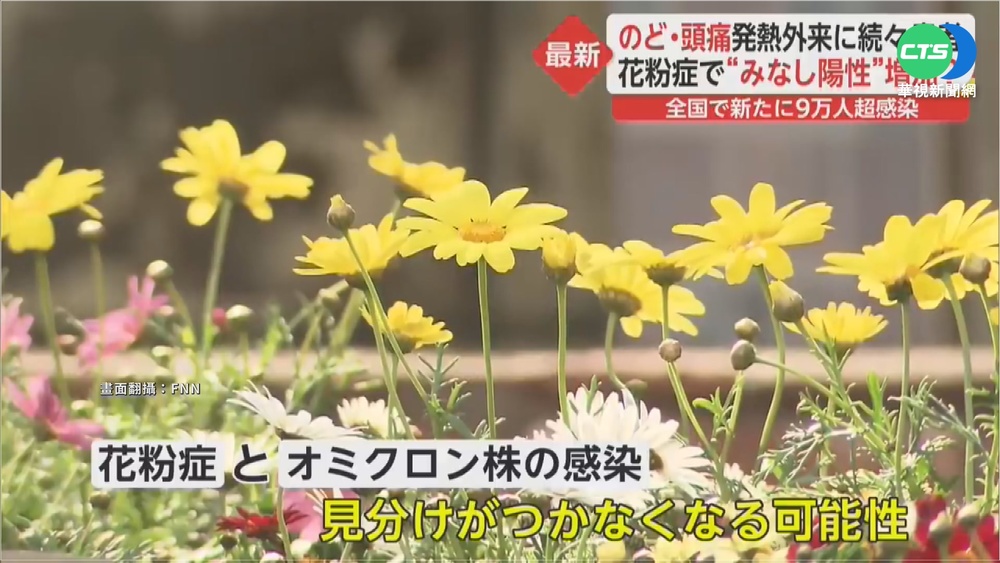 與Omicron症狀太像 日醫憂花粉症難辨