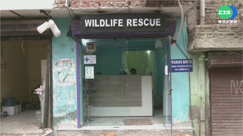 專治傷病鳥類! 印度兄弟檔開動物醫院