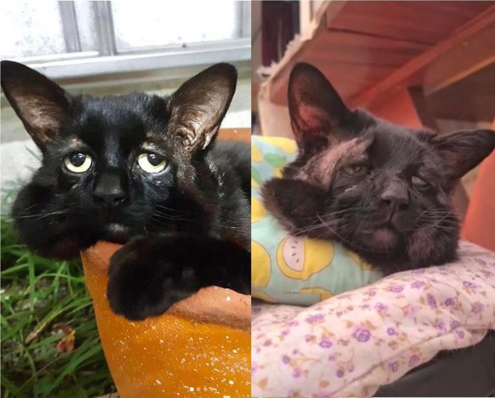 危機化為轉機！寵物貓每天「愁眉苦臉」 5年後竟成網紅