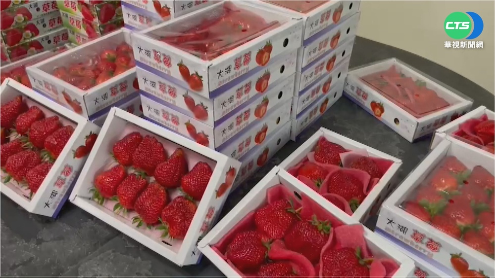 杜汶澤花500挺台草莓 開盒僅1層"底下全海綿"