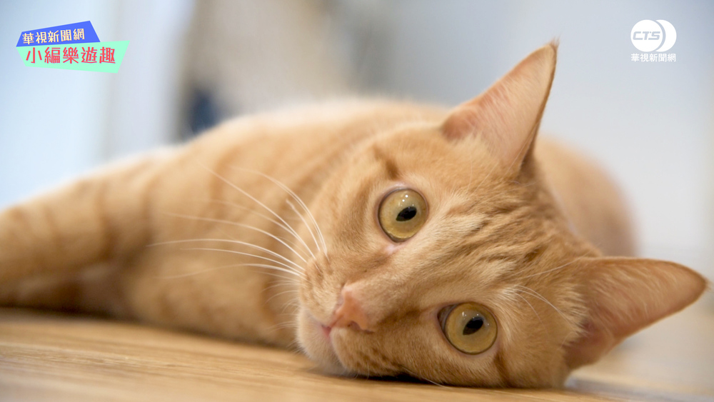 貓的生活提案 Cats' Day（記者王尊生攝）