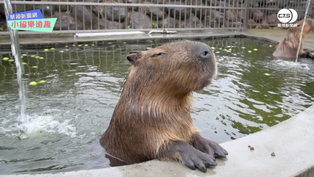 【小編樂遊趣】愛動物來這裡！盤點宜蘭那些親近動物的地方！