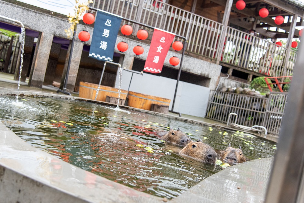 水豚君泡澡（記者王尊生攝）