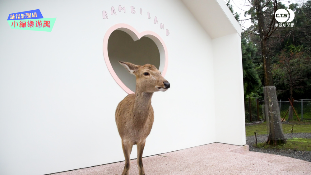 斑比山丘的可愛梅花鹿（記者王尊生攝）