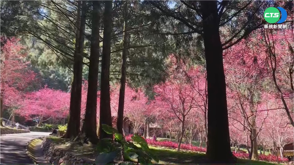 武陵櫻花季週六開跑 "粉紅佳人"爆開