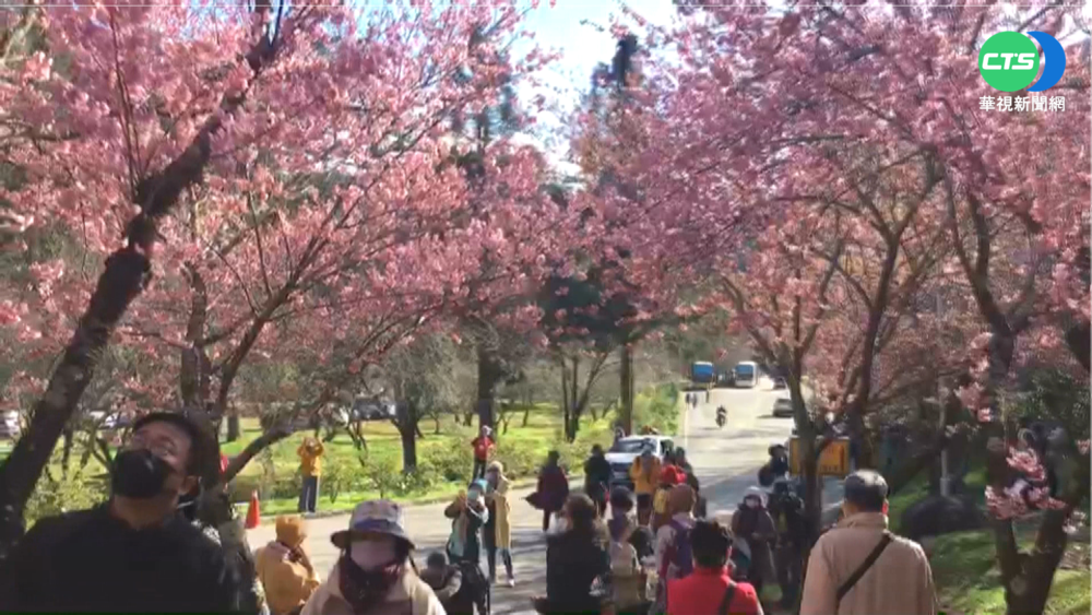 武陵櫻花季12日開跑 日限6000人進場