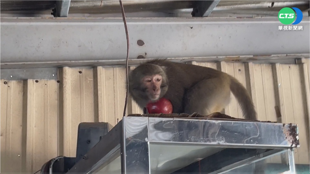 南投松柏嶺"獼猴肆虐" 搶水果.闖宅偷供品