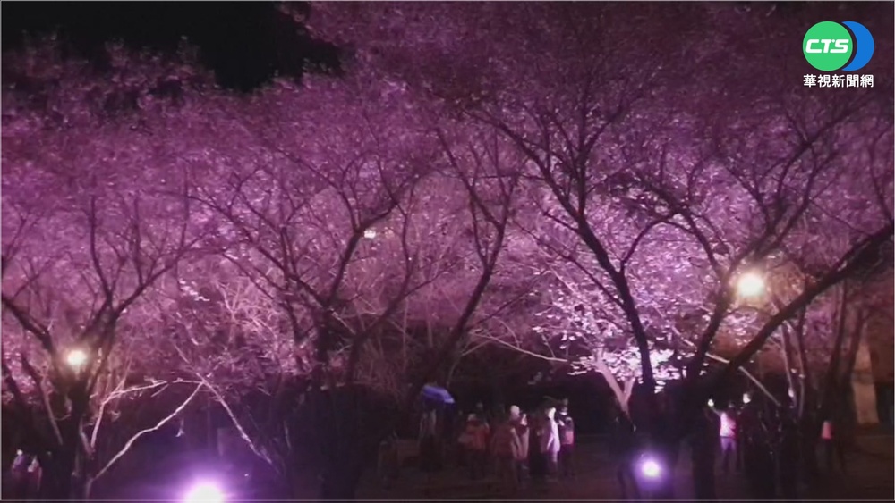 武陵櫻花季登場! 民眾上山搶看絕美"夜櫻"