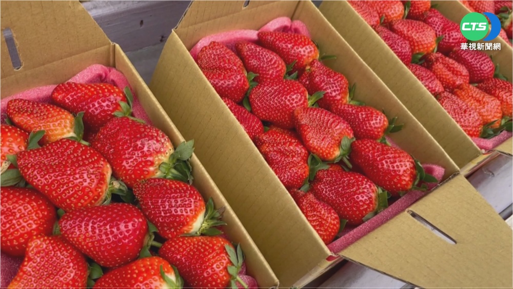 杜汶澤買草莓喊被騙 大湖農會邀嚐鮮